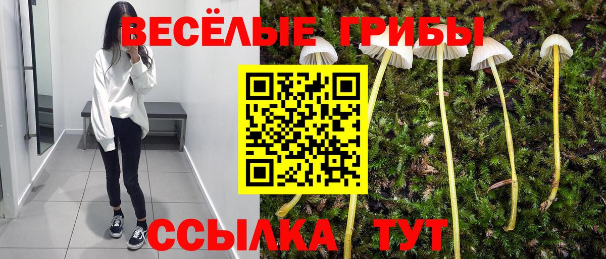 Псилоцибиновые грибы Psilocybe Домодедово
